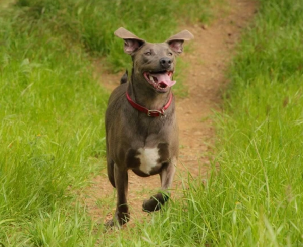 Blue Lacy